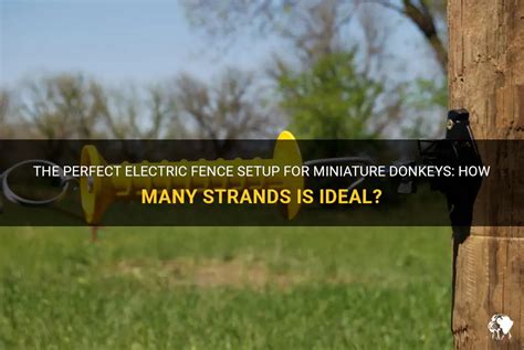 boxer electric fence donkey|donkey touching electric fence.